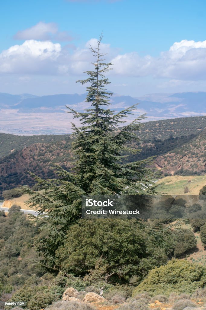 Altmas Tree Blue Atlas Cedar Tree Stock Photo - Download Image Now - Africa ...