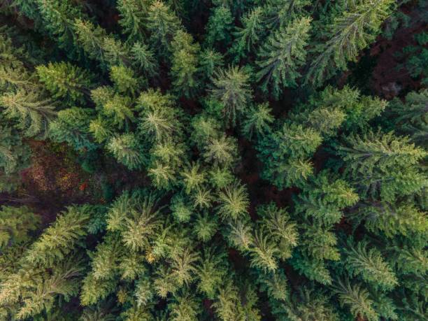 istock Drone shot of tops on trees in a forest, cool for background 1466942019