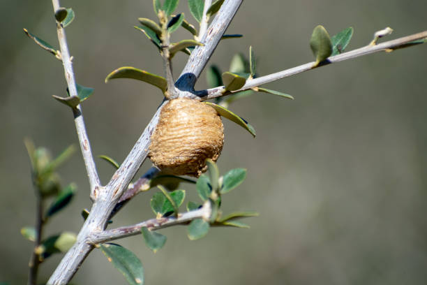 istock close up shot of a Mantis eggs Ootheca 1466942045