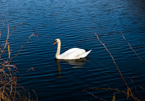 A beautiful swan in a lake in Forest Park Springfield, Massachusetts
