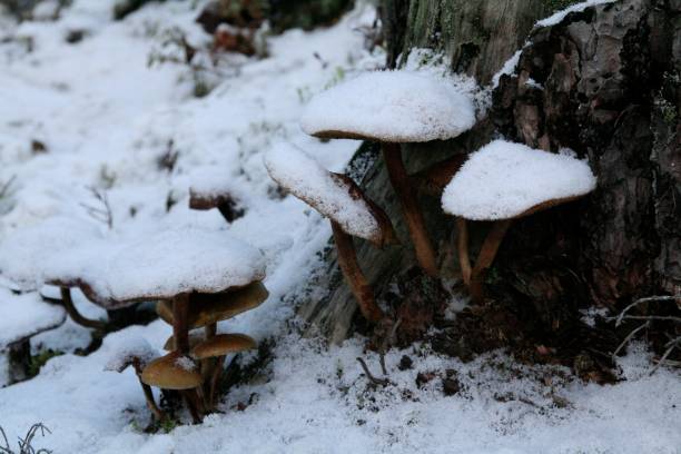 istock Snow-covered Tinder fungus winter (Lentinus brumalis ) grown under a tree 1466942498
