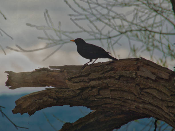 Blackbird perching on broken tree trunk in Allensbach, Germany