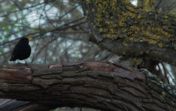 istock Blackbird perching on broken tree trunk in Allensbach, Germany 1466942543
