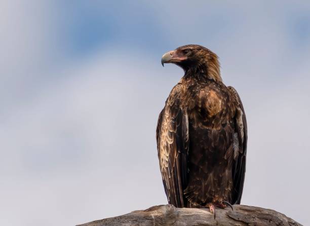 istock Shallow focus of Wedged-tailed Eagle 1466942727