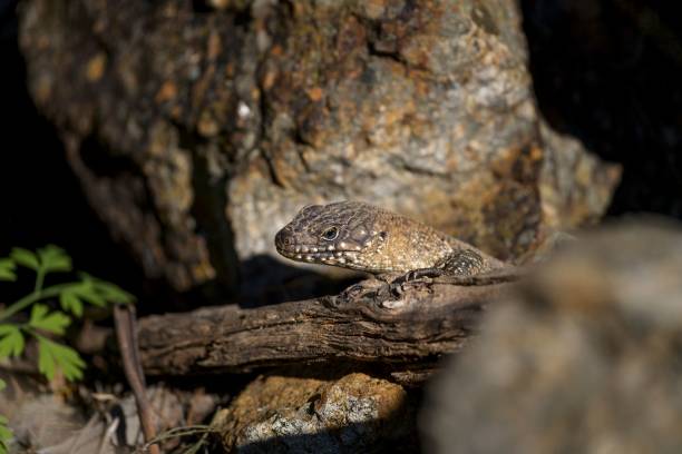 Closeup of a Cunningham Skink between rocks A closeup of a Cunningham Skink between rocks egernia stock pictures, royalty-free photos & images