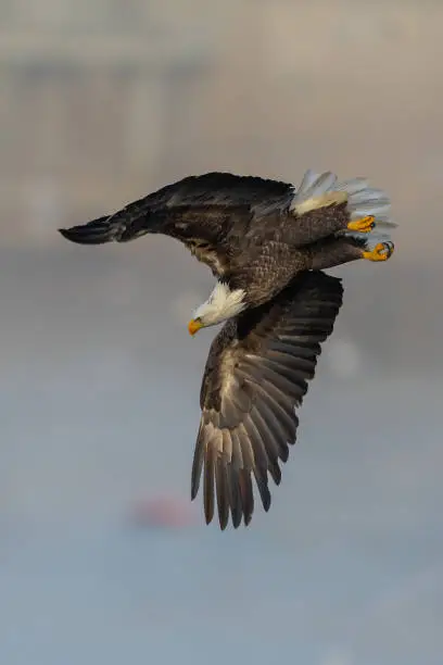 Photo of Vertical shallow focus shot of an eagle flying in the sky