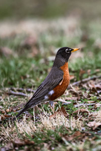 istock Selective focus shot of a turdus migratorius on the ground 1466943578