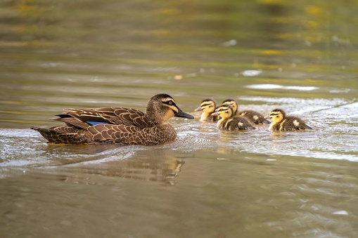 A pacific black duck swimming with her ducklings in a tranquil lake on a sunny day with blur background