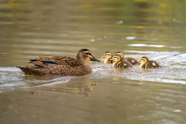 A pacific black duck swimming with her ducklings in a tranquil lake on a sunny day with blur background