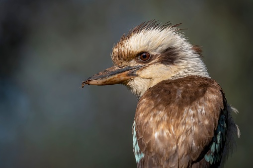 A rear view of a laughing kookaburra on a sunny day with blur background