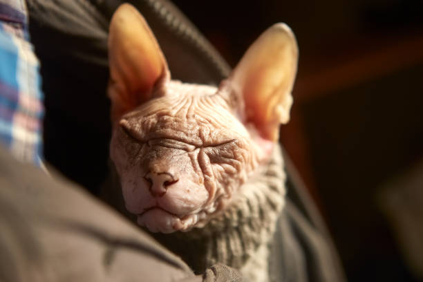 istock Elderly bald Sphynx cat sleeps in a man's bosom 1466944350