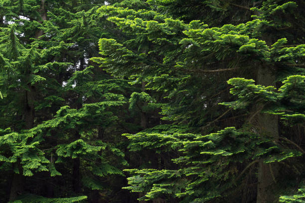 Lush green branches of Pacific silver fir (Abies amabilis) in the right and Western hemlock (Tsuga heterophylla) in the left. Lush green branches of Pacific silver fir (Abies amabilis) in the right and Western hemlock (Tsuga heterophylla) in the left. abies amabilis stock pictures, royalty-free photos & images
