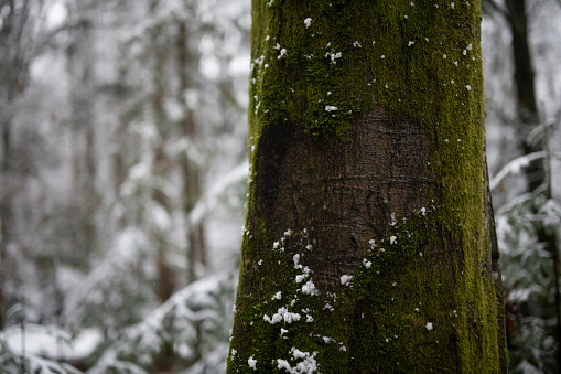 A mossy tree trunk in a forest on a winter day