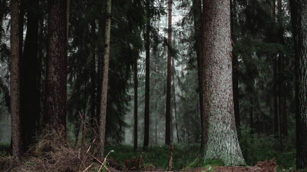 istock Shot of the long trees in a big forest 1466944459