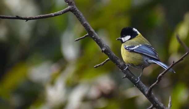istock Selective focus shot of a great tit perched on a tree branch 1466944532