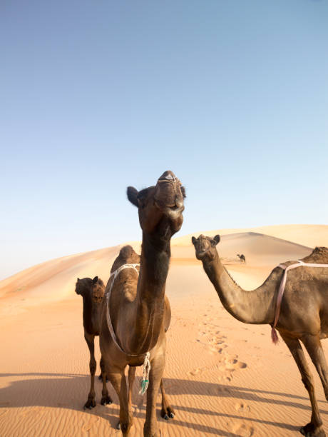 istock Camel family with baby camel hiding behind his mom 1466944687
