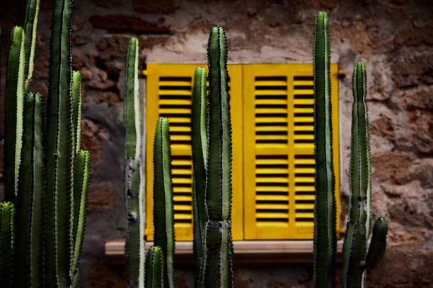 tall cacus in front of a yellow wooden window in a stone wall in palma, spain - cacus imagens e fotografias de stock