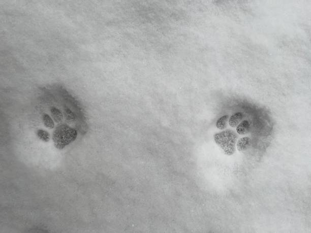 istock Closep of cat paws on a snow 1466944852