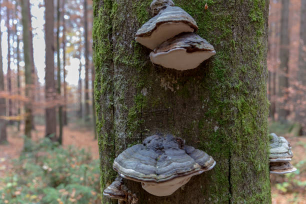 istock Beechtrunk covered by green moss and stem mushroom 1466944864