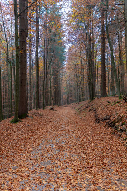 istock Bavarian Forrest road in autumn 1466944878