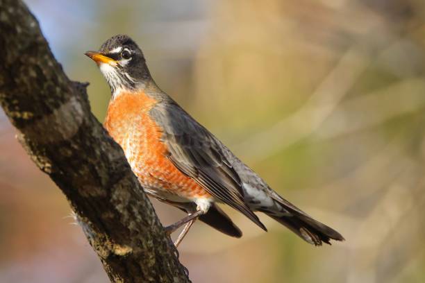 istock Closeup of an American robin perched on a branch 1466944924