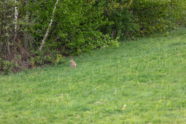 A hare ready to run away