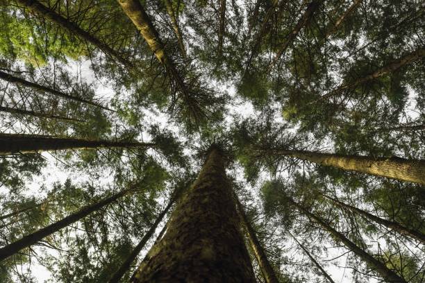 istock A view up into dense pine forest, Madeira Island 1466945030