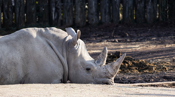 A closeup shot of the white rhino lying on the ground in the zoo