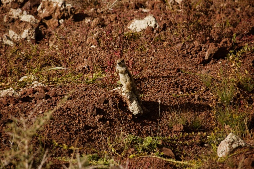 A closeup shot of a squirrel on volcanic rocks