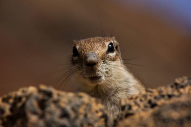istock Closeup shot of a squirrel on volcanic rocks 1466947066