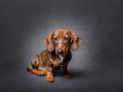Brown smooth-haired dachshund sitting in a studio.