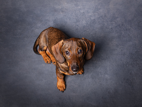 Portrait of a cute small dog. Grey background. Pets indoors, lifestyle. Top view