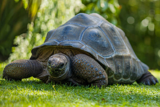 istock Shot of a tortoise walking 1466947265