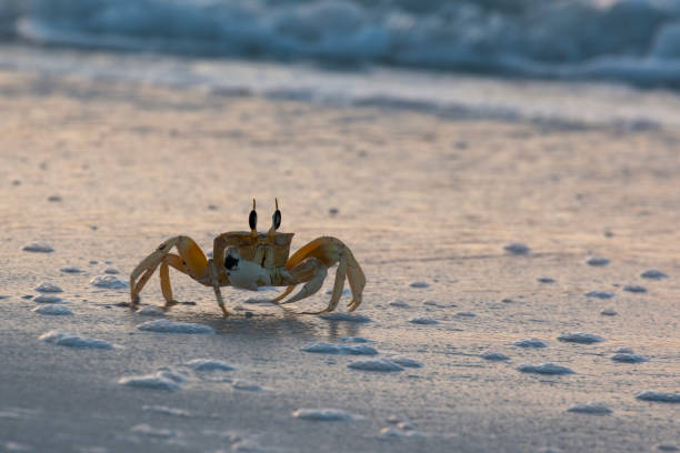 istock Shallow focus of a tufted ghost crab on a sandy beach 1466947458