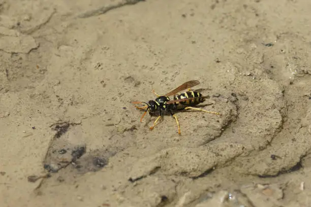 Closeup on a yellow and black French paperwasp, Polistes dominula, drinking at a puddle in the summertime