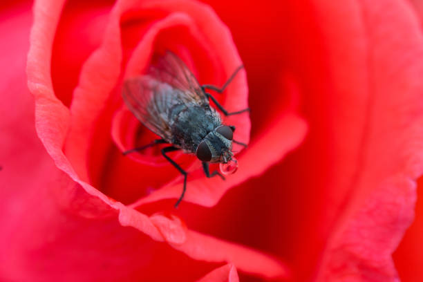 istock Macro view of a red rose with a fly on top 1466947936