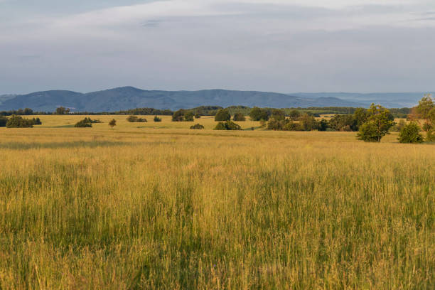 istock Landscape picture of a meadow 1466947946