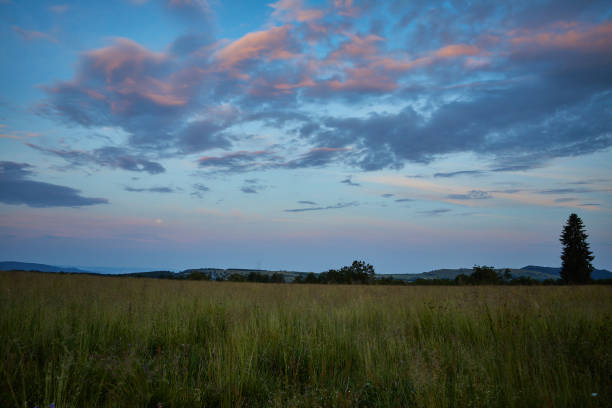 istock Beautiful shot of a meadow 1466947950