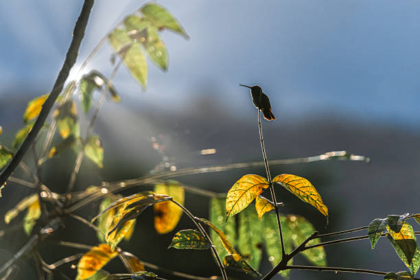 istock View of a beautiful hummingbird on a tree branch in a forest 1466947998