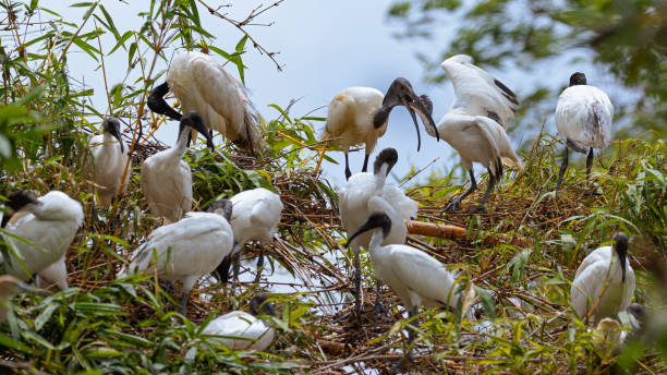 istock Flock of blackhead ibis birds in a nest 1466948334