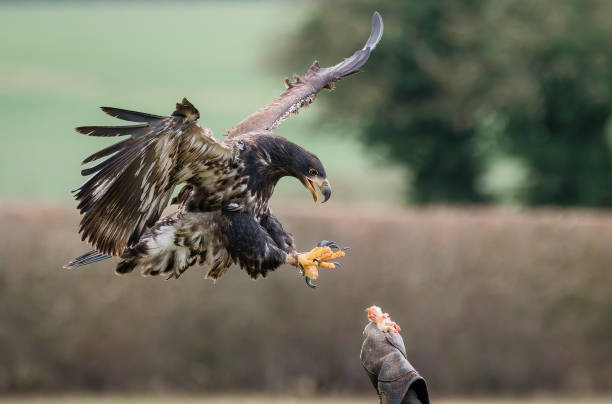 istock Closeup of an eagle with an open mouth and claws approaching to snatch a newly hatched chick 1466948408