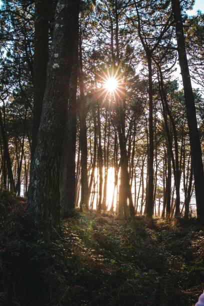istock vertical shot of narrow alley in a pine forest 1466948708