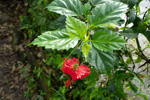 A red shoeblackplant flower blooming under the bright sunlight