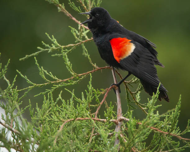istock Closeup shot of a red-winged blackbird perched on a tree branch 1466948838