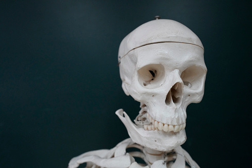 A closeup shot of the skull of a skeleton model isolated on a black background