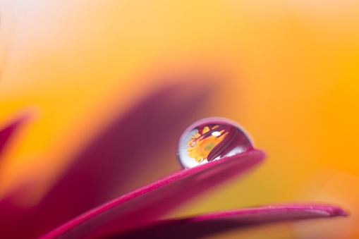 A macro shot of a water drop on a pink flower on a yellow blurry background