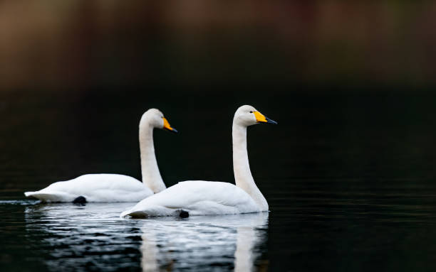 istock Two swans peacefully swimming in the lake while reflecting in it with the blurred backgorund 1466950009