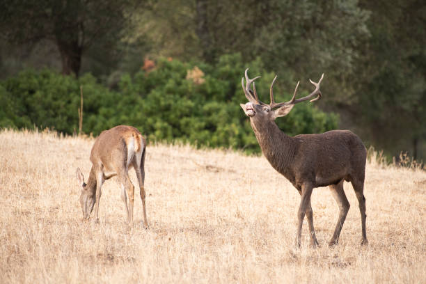 istock Shot of deer in Spain 1466950235