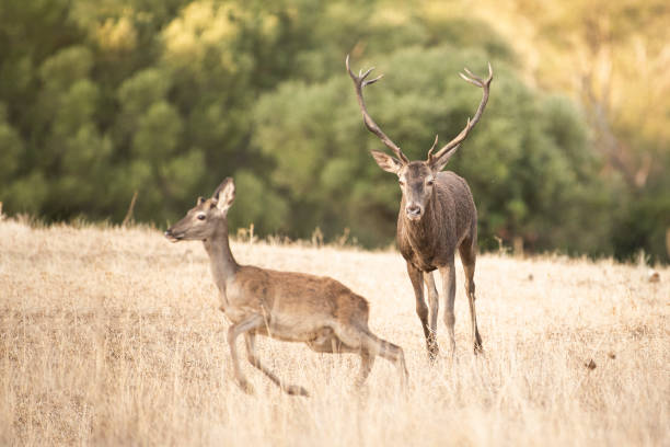 istock Shallow focus picture of deer 1466950243