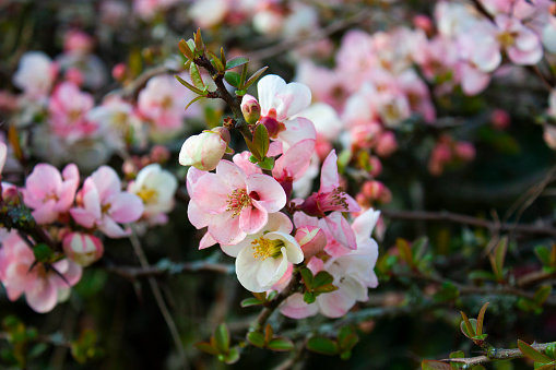 An abundance of pink and white flowers on a Quince bush flowering in the Spring.